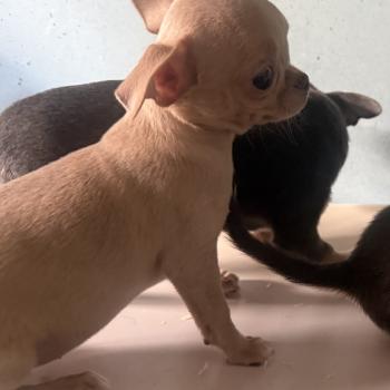 chiot Chihuahua Poil Court BERTHA mini chihuahua LOF à réserver Domaine de la Chantelaie