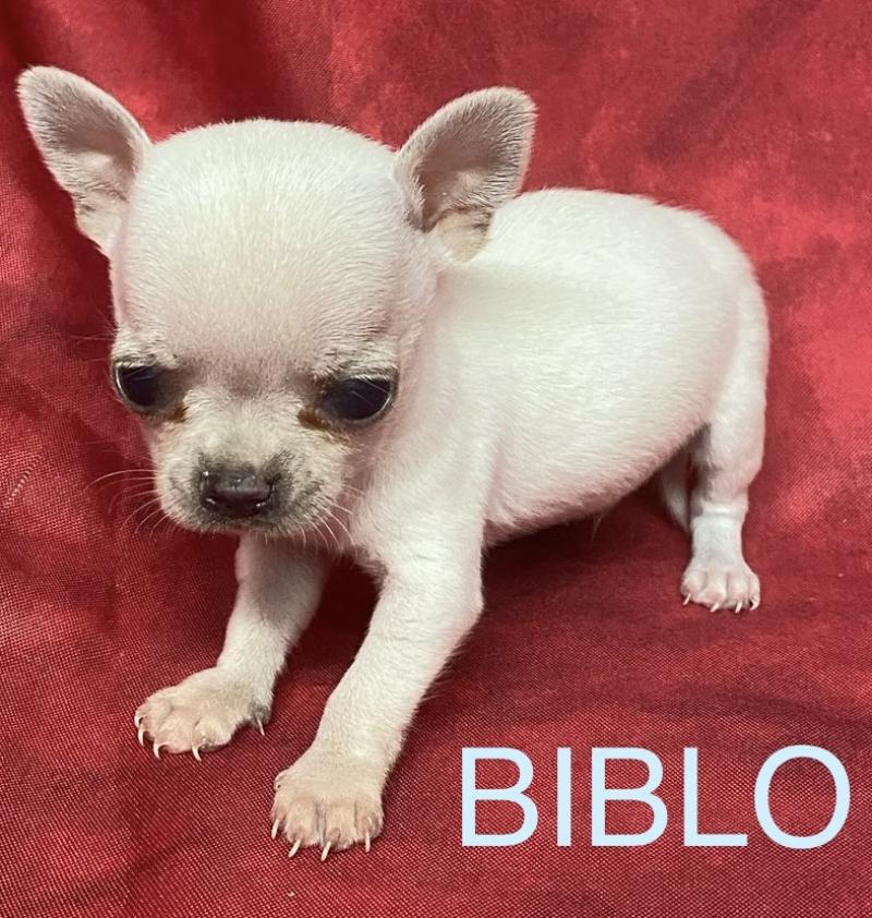 BIBLO mini chihuahua à réserver Mâle Chihuahua Poil Court