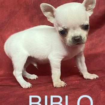 chiot Chihuahua Poil Court BIBLO mini chihuahua à réserver Domaine de la Chantelaie