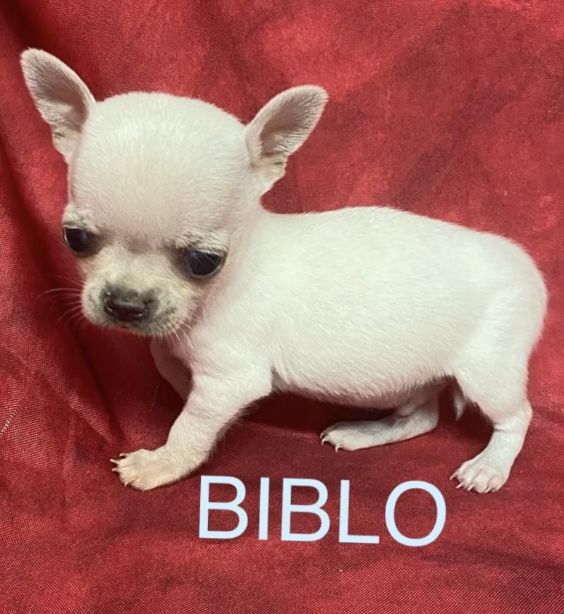BIBLO mini chihuahua à réserver Mâle Chihuahua Poil Court