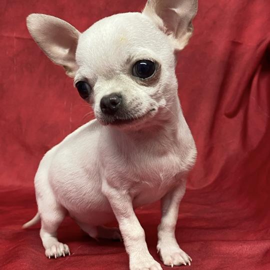 BIBLO mini chihuahua disponible Mâle Chihuahua Poil Court