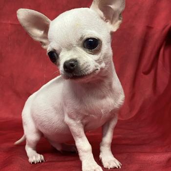 chiot Chihuahua Poil Court BIBLO mini chihuahua à réserver Domaine de la Chantelaie