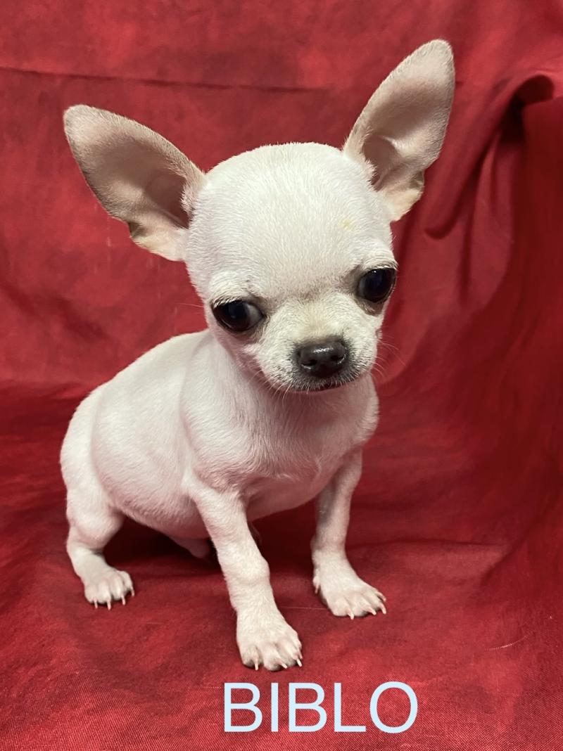 BIBLO mini chihuahua disponible Mâle Chihuahua Poil Court