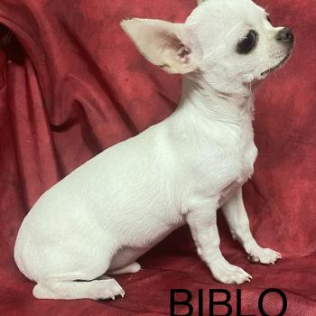 chiot Chihuahua Poil Court BIBLO mini chihuahua disponible Domaine de la Chantelaie