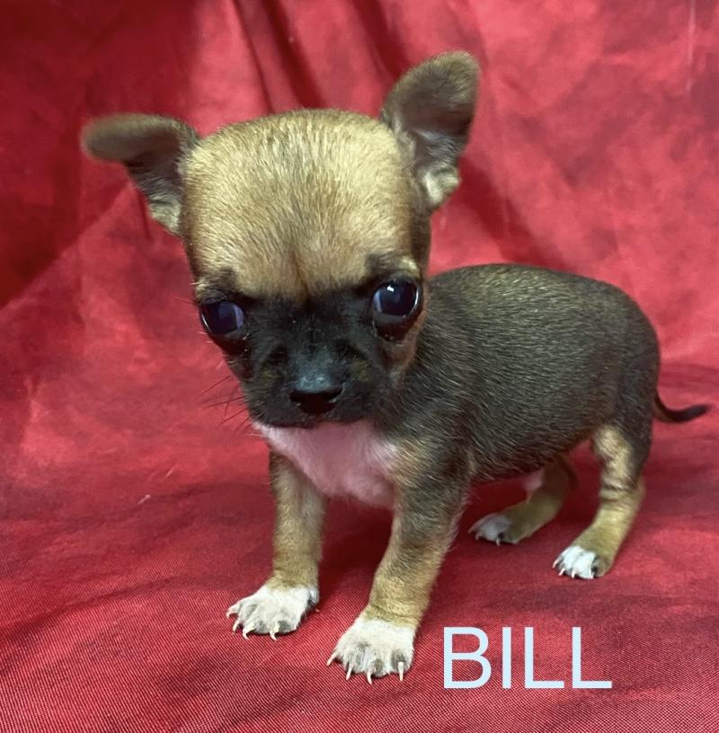 BILL mini chihuahua à réserver Mâle Chihuahua Poil Court