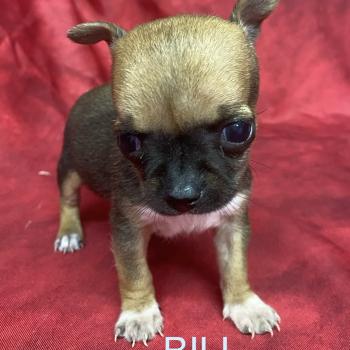 chiot Chihuahua Poil Court BILL mini chihuahua à réserver Domaine de la Chantelaie