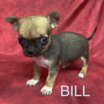 chiot Chihuahua Poil Court BILL mini chihuahua à réserver Domaine de la Chantelaie