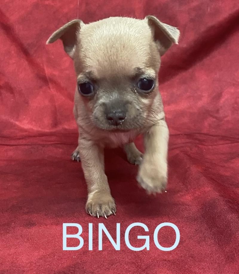 BINGO mini chihuahua à réserver Mâle Chihuahua Poil Court