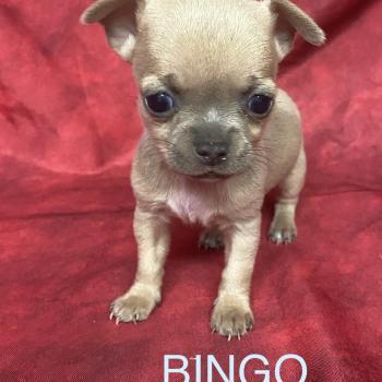 chiot Chihuahua Poil Court BINGO mini chihuahua à réserver Domaine de la Chantelaie