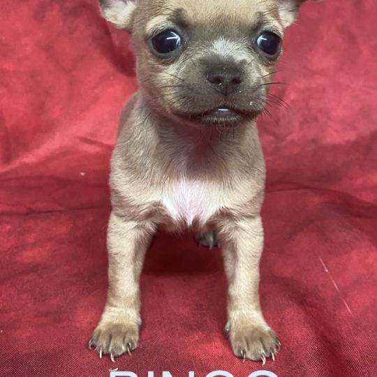 chiot Chihuahua Poil Court BINGO mini chihuahua à réserver Domaine de la Chantelaie