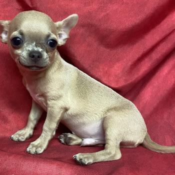 chiot Chihuahua Poil Court BINGO chihuahua DISPONIBLE Domaine de la Chantelaie