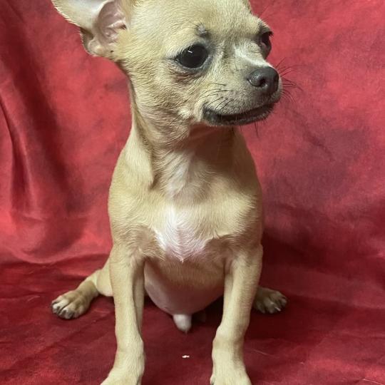 BINGO chihuahua DISPONIBLE Mâle Chihuahua Poil Court