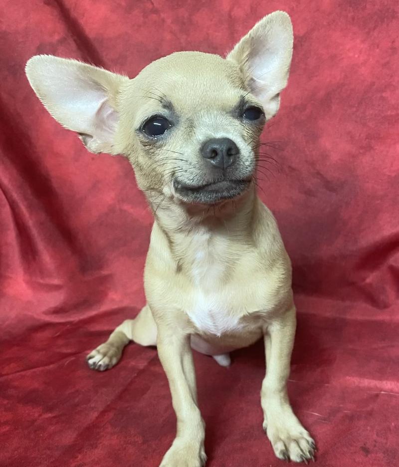 BINGO chihuahua DISPONIBLE Mâle Chihuahua Poil Court