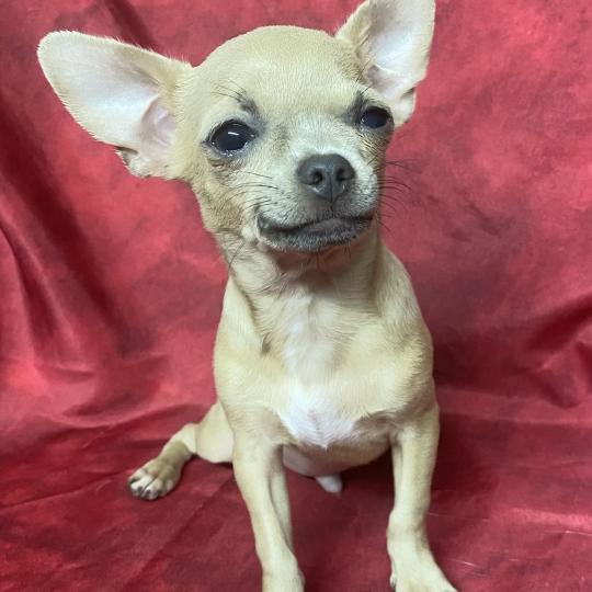 chiot Chihuahua Poil Court BINGO chihuahua DISPONIBLE Domaine de la Chantelaie