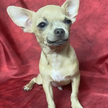 chiot Chihuahua Poil Court BINGO chihuahua DISPONIBLE Domaine de la Chantelaie