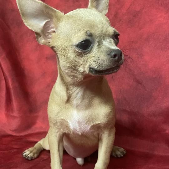 chiot Chihuahua Poil Court BINGO chihuahua DISPONIBLE Domaine de la Chantelaie