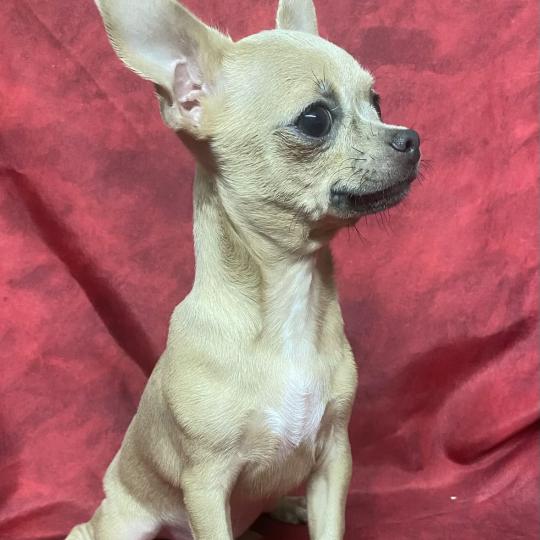 chiot Chihuahua Poil Court BINGO chihuahua DISPONIBLE Domaine de la Chantelaie