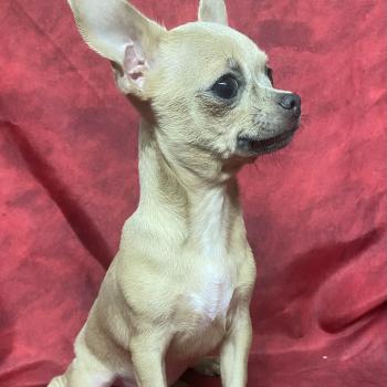 chiot Chihuahua Poil Court BINGO chihuahua DISPONIBLE Domaine de la Chantelaie