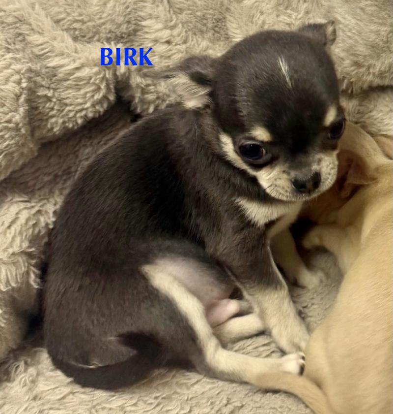 BIRK mini chihuahua LOF à réserver Mâle Chihuahua Poil Court