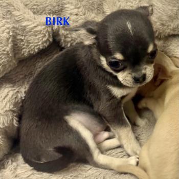 chiot Chihuahua Poil Court BIRK mini chihuahua LOF à réserver Domaine de la Chantelaie