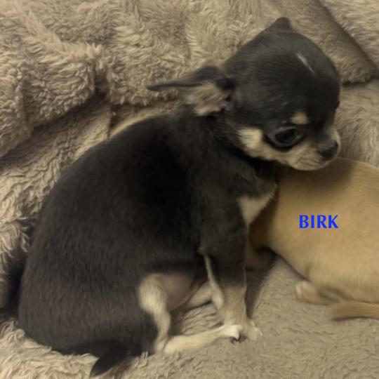 chiot Chihuahua Poil Court BIRK mini chihuahua LOF à réserver Domaine de la Chantelaie