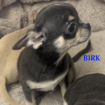 chiot Chihuahua Poil Court BIRK mini chihuahua LOF à réserver Domaine de la Chantelaie