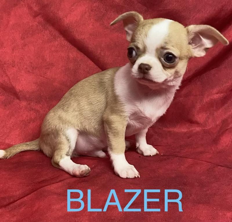BLAZER chihuahua Mâle Chihuahua Poil Court