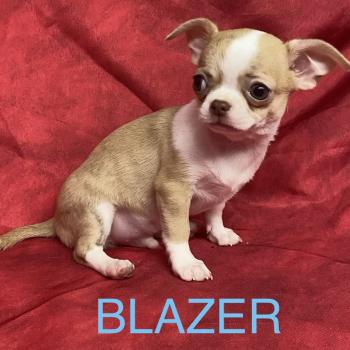 chiot Chihuahua Poil Court BLAZER chihuahua DISPONIBLE Domaine de la Chantelaie