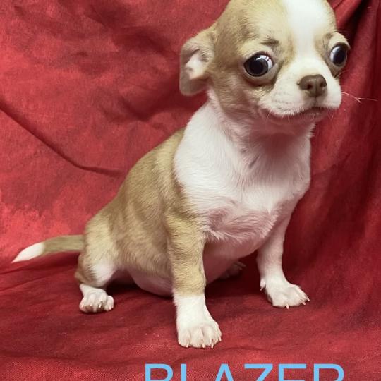 chiot Chihuahua Poil Court BLAZER chihuahua DISPONIBLE Domaine de la Chantelaie