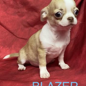 chiot Chihuahua Poil Court BLAZER chihuahua DISPONIBLE Domaine de la Chantelaie