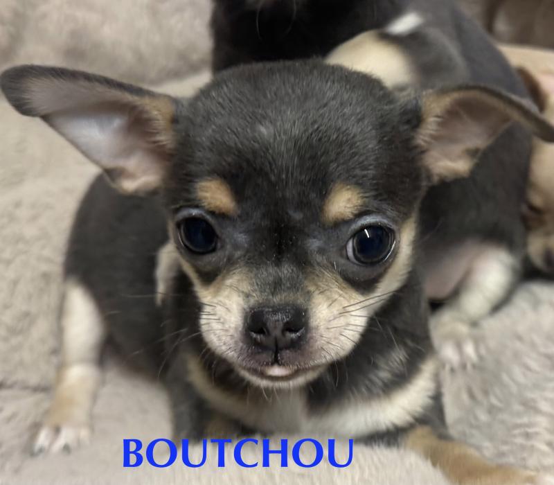 BOUTCHOU mini chihuahua LOF à réserver Mâle Chihuahua Poil Court