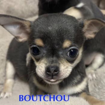 chiot Chihuahua Poil Court BOUTCHOU mini chihuahua LOF à réserver Domaine de la Chantelaie