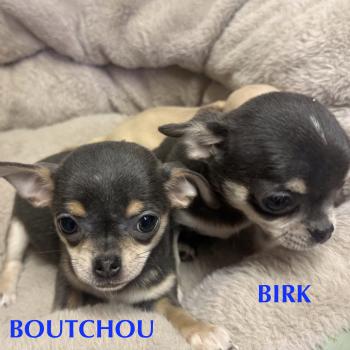 chiot Chihuahua Poil Court BOUTCHOU mini chihuahua LOF à réserver Domaine de la Chantelaie