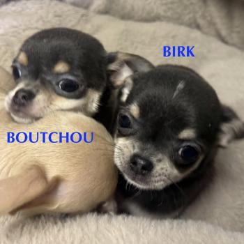 chiot Chihuahua Poil Court BOUTCHOU mini chihuahua LOF à réserver Domaine de la Chantelaie