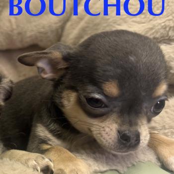 chiot Chihuahua Poil Court BOUTCHOU mini chihuahua LOF à réserver Domaine de la Chantelaie