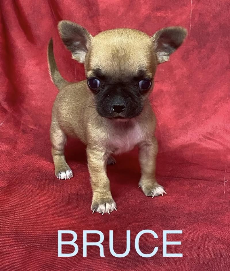BRUCE mini chihuahua à réserver Mâle Chihuahua Poil Court
