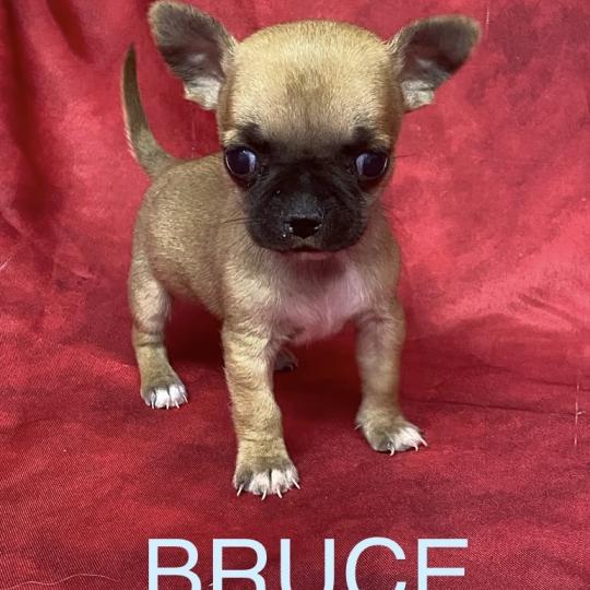 chiot Chihuahua Poil Court BRUCE mini chihuahua à réserver Domaine de la Chantelaie