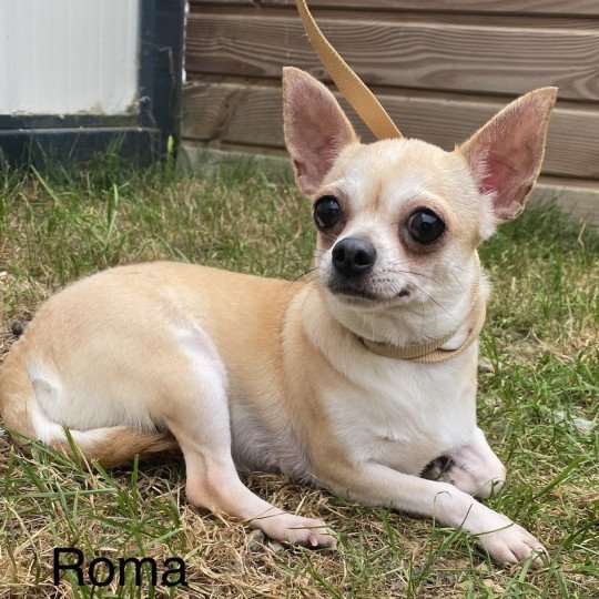 ROMA chihuahua pc Femelle Chihuahua Poil Court