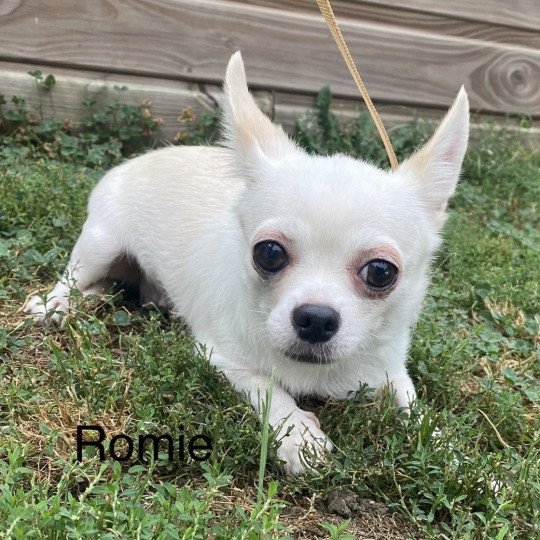 ROMIE chihuahua pc Femelle Chihuahua Poil Court