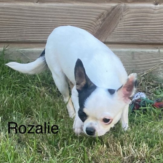 ROZALIE chihuahua pc Femelle Chihuahua Poil Court