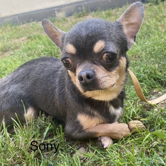 SONY chihuahua pc Mâle Chihuahua Poil Court