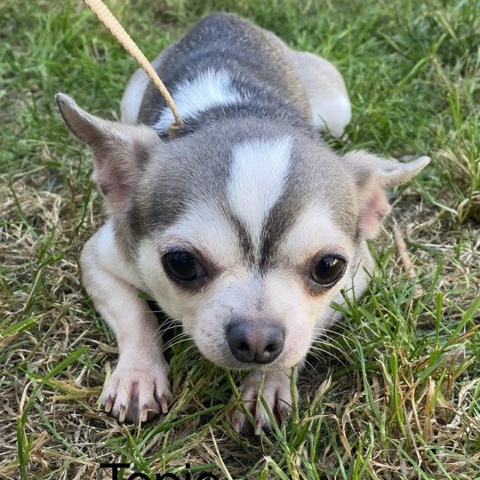 chien Chihuahua Poil Court gris et beige TOPIE chihuahua pc Domaine de la Chantelaie
