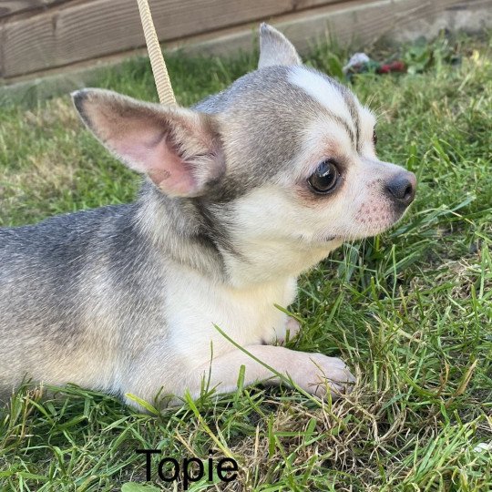 chien Chihuahua Poil Court gris et beige TOPIE chihuahua pc Domaine de la Chantelaie