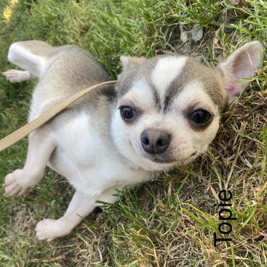 chien Chihuahua Poil Court gris et beige TOPIE chihuahua pc Domaine de la Chantelaie