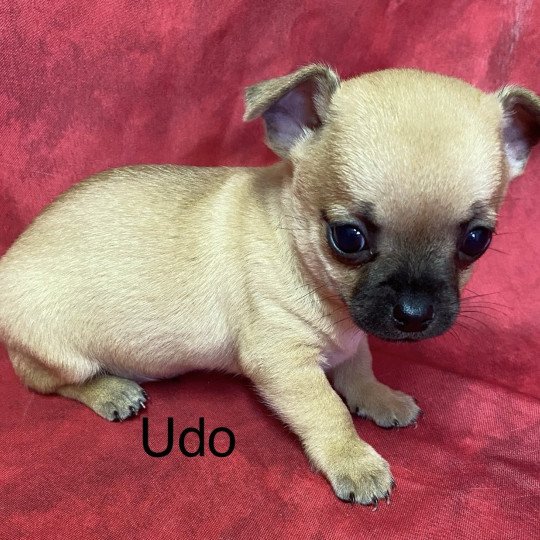 UDO chihuahua pc Mâle Chihuahua Poil Court