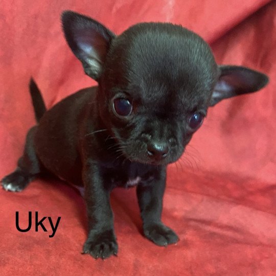 UKY chihuahua pc Mâle Chihuahua Poil Court