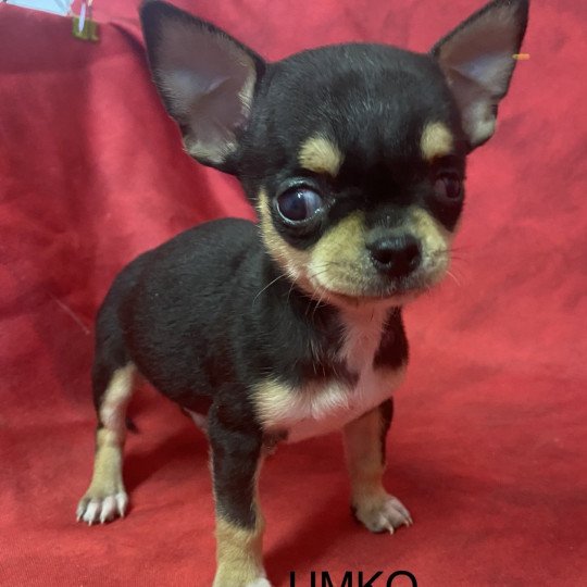 UMKO chihuahua pc Mâle Chihuahua Poil Court