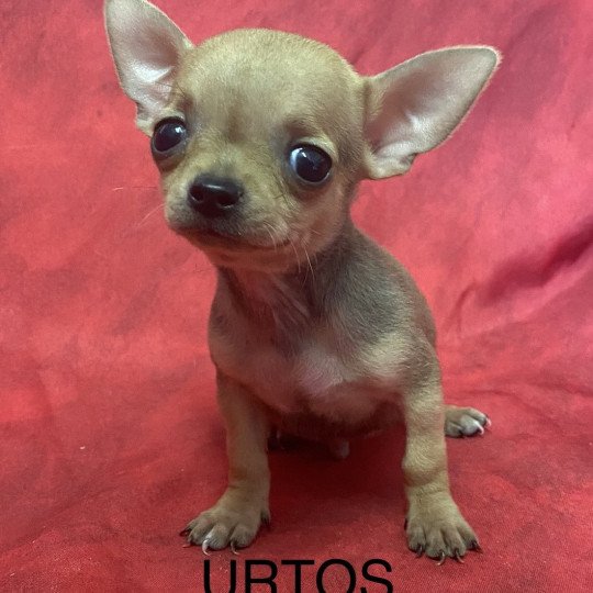 URTOS chihuahua pc Mâle Chihuahua Poil Court