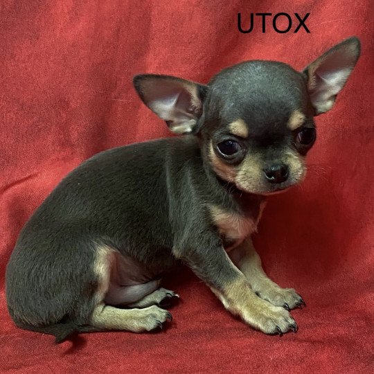 UTOX chihuahua Mâle Chihuahua Poil Court