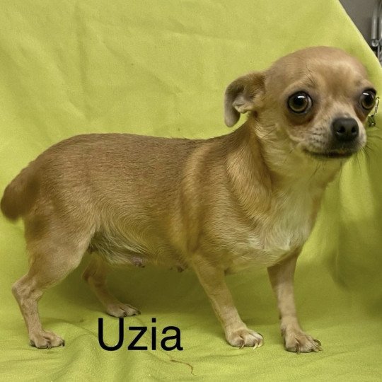 chien Chihuahua Poil Court UZIA chihuahua pc Domaine de la Chantelaie